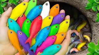 Catch beautiful aquarium fish in small pond baby turtles, molly fish, pencil fish, guppies, catfish