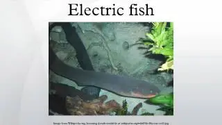 Electric fish