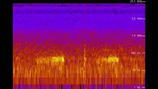Audio spectrum of Male Powerful Owl 
