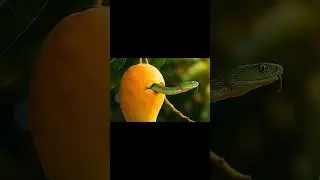 When Snake Sees Mango&hellip;🥭 #shorts #ai