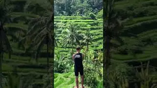 Rice Terrace Bali