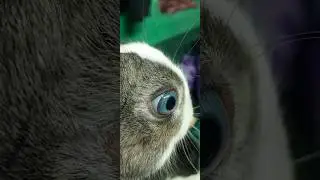 rabbit Blue Eye very beautiful#cute rabbit#Bunny