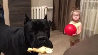 Cane Corso Balder runs after a little girl 🐕 Кане корсо Бальдер преследует цель