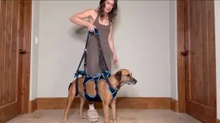 Lafoty 2-in-1 Dog Lift Harness for Large Male Dogs