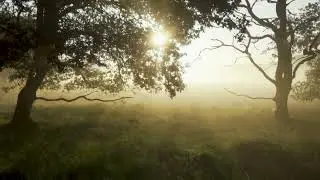 Morning Light | Chill Music Video