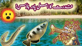 Yeh Janwar Super Powers Rakhte Hain! | Discovery Animals | Info Animal World