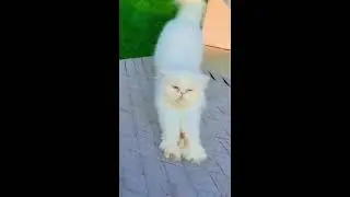 White Tom Cat Stretching and Relaxing