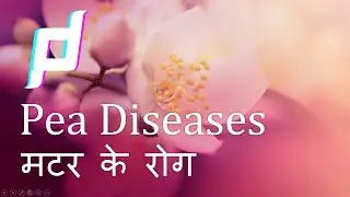 Lecture PPT on Diseases of Field Pea | मटर के रोग | Identification & Managment of Field Pea