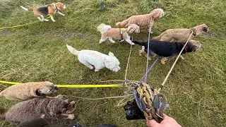 12 Dog Walks of Christmas | Walk 6 | Scotland | #dogs #dogwalk #live 