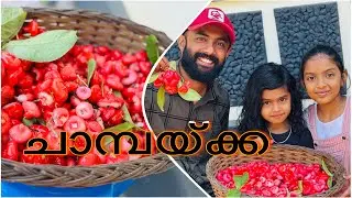മഴയ്ക്ക് മുന്നേ ഉണ്ടാവുന്ന ചാമ്പയ്ക്കക്ക് നല്ല മധുരം ആയിരിക്കും 🤤☺️👍
