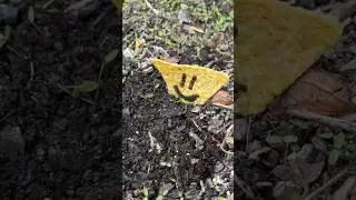 Sunny Chip #chip #funny #chips #comedy #darkhumour #fails #nerf #jingle #music #danger #iceink