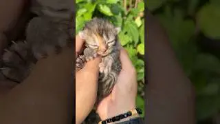 Kittens first open their eyes 😍 #cat #kitten #cute #catlovers