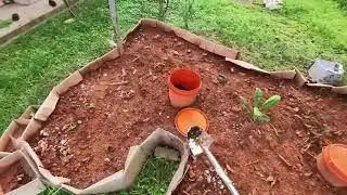 ASMR Grass Plucking Daily Workout Nature Sounds Day 16 Planting Coffee Seedlings