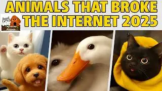 Animals That Broke the Internet 2025!