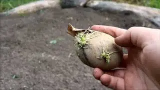 Starting a Food Bank Garden! Tips and Tricks and What Veggies the Food Bank LOVES!