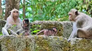Spring monkey on her life package, Baby brave to walk out , So She ready for her to do that