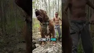 This Is Why Pitbull Is the Best Dog 😍 #shortvideo #pitbull  #dog