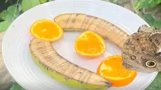 owl butterfly feeding on an orange 