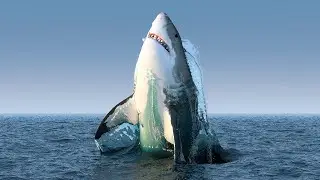 12 Reasons Why Sharks are Misunderstood