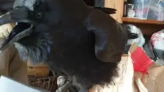 Meet Karlusha, the talking raven from the Ark film and zoo studio.