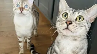 Raising Bengal Sisters: ONE YEAR UPDATE! Things my kitties have destroyed!