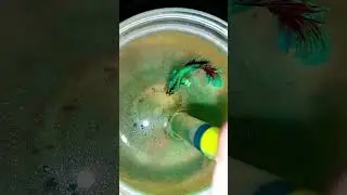 new second male betta live food feeding video