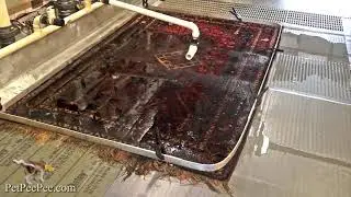 Cleaning a kilim Turkish carpet from urine odor