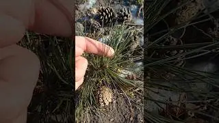 Сосна или Кедр ❓️ #хвойные #сосна #кедр