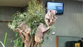 Koala Aggression