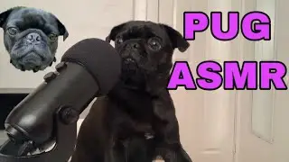 PUG ASMR 🥺🐾🎤