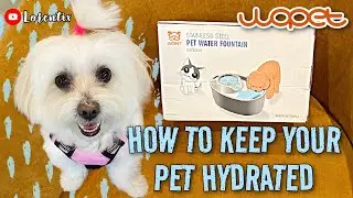 WOPET Water Fountain Review I keep your pet hydrated I LORENTIX