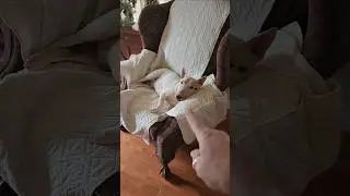 Уморительная собака - дрессировка бультерьера 🤣🤣🤣 Бенни всё равно #собака #дрессировка #бультерьер