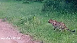 leopard VS Rabbit The Rabbit Ran Away