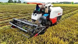Best Combine Harvester Kubota DC105X Operator Skills | Rice Cutting Machinery Safety Operator