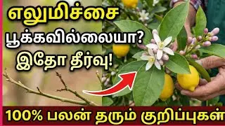 பூக்காத எலுமிச்சை செடி பூக்க 