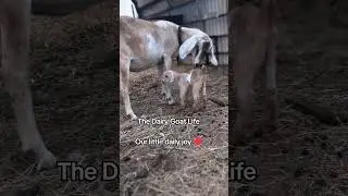 These are the little souls that shape our lives! #cottagecore #kawaii #animals #cute #farm #goats