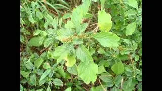 АМАРАНТ,  или  ЩИРИЦА  (AMARANTHUS)  сем. Амарантовые
