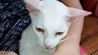 🥀2771🌺Cats Grooming - Part 2🪮😸🩷😹💙🙀🪮#cats #cleaning #love #viral #video #animallovers 