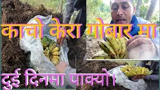 काचो केरा गोबारमा दुई दिनमा पाक्यो।