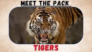 Meet the pack: Tigers