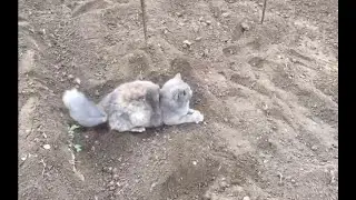 Stories of country cats - Assistants
