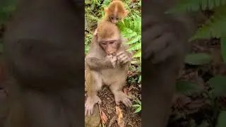 Everyday Aww monkeys are funny Aww Monkey