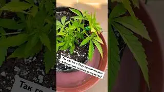23 день автоцвета | Где я взял семена? | Подгиб методом LST