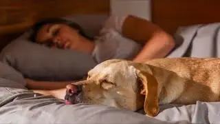 FurFree Sheets: Ultimate Pet-Friendly Bed Sheets for Fur-Free Comfort