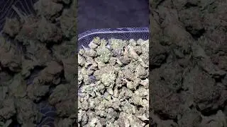 Вы бы купили мороженое Gelato 41 за 30 унций??? #explorepage #viral #zaza #fypシ゚viral #fypシ #420 ...
