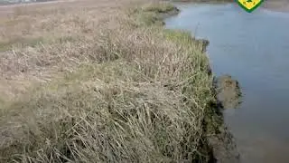 Notes From Our Naturalists-The American Eel