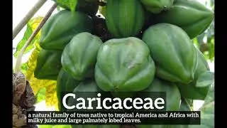 How to Say Caricaceae in English? | How Does Caricaceae Look? | What is Caricaceae?