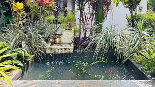 Peaceful Guppy Fish Pond with Waterfall 🐠