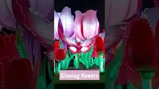#Glowingflowers #flowers #glowpark #glowing #цветы #светы #светящиесяцветы #dubaigardenglow