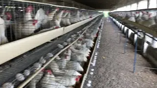 Raising Chickens For Eggs | Collecting Chicken Eggs | Food For Egg Laying Chicken | Part 26